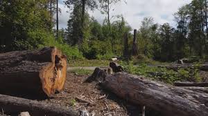 Best Tree and Shrub Care  in Columbus, NC