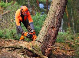 Best Commercial Tree Services  in Columbus, NC