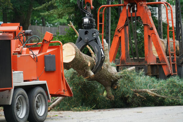 Best Tree Cabling and Bracing  in Columbus, NC