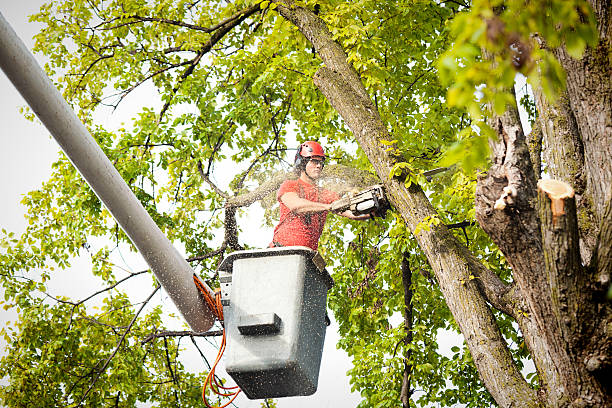 Best Tree Health Inspection  in Columbus, NC