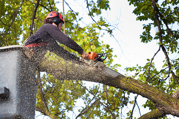 Best Utility Line Clearance  in Columbus, NC