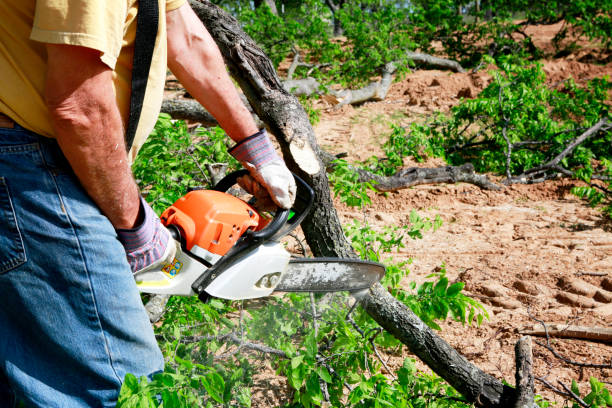 Best Lawn Drainage Solutions  in Columbus, NC
